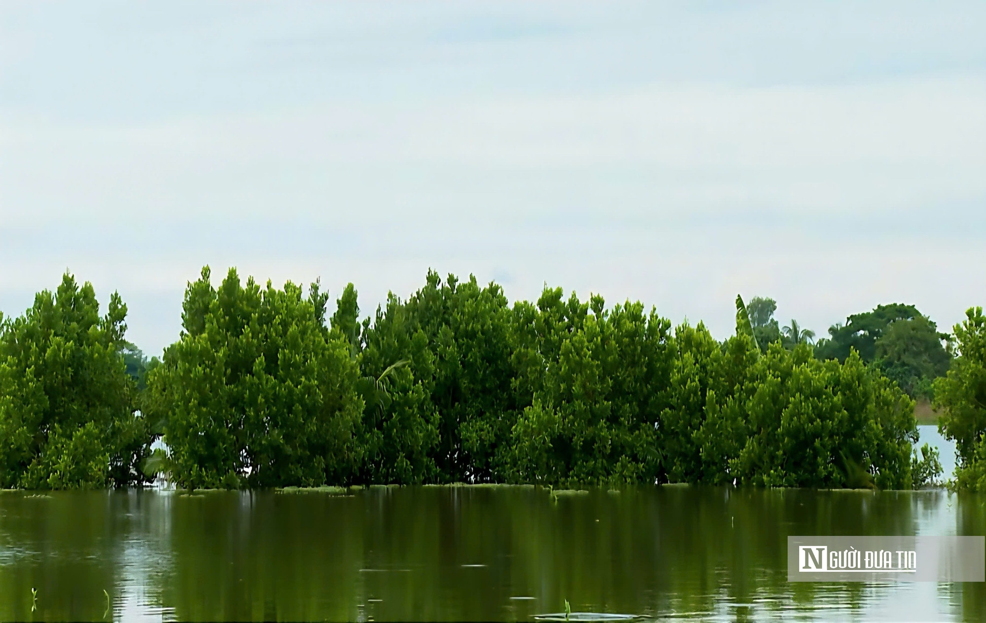 Thứ quả chua chát mùa nước nổi miền Tây, một khi đã nếm khó lòng quên- Ảnh 14.