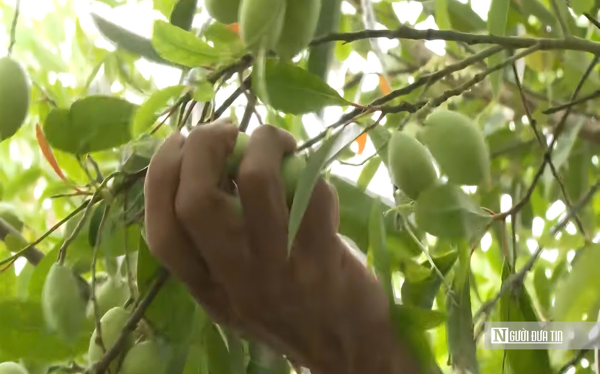 Thứ quả chua chát mùa nước nổi miền Tây, một khi đã nếm khó lòng quên- Ảnh 6.