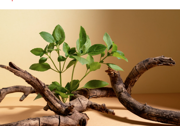 Dấu hiệu thiên nhiên ' ứng ' bạn: Khi cây khô nảy chồi tươi mới - Ảnh 1.