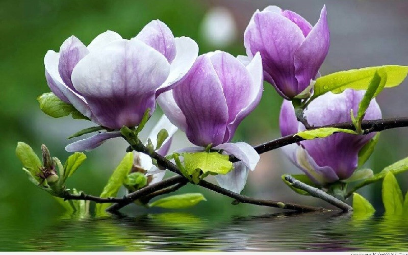 Ngày sinh Âm lịch của người sớm đạt tự do tài chính - Ảnh 2.