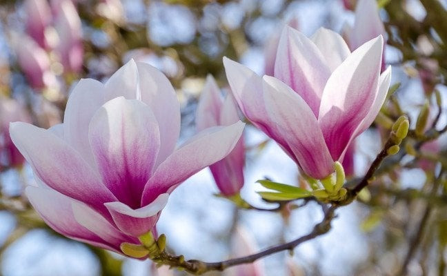 Ngày sinh Âm lịch của người sớm đạt tự do tài chính - Ảnh 4.