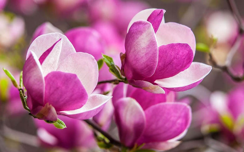 Ngày sinh Âm lịch của người sớm đạt tự do tài chính - Ảnh 3.