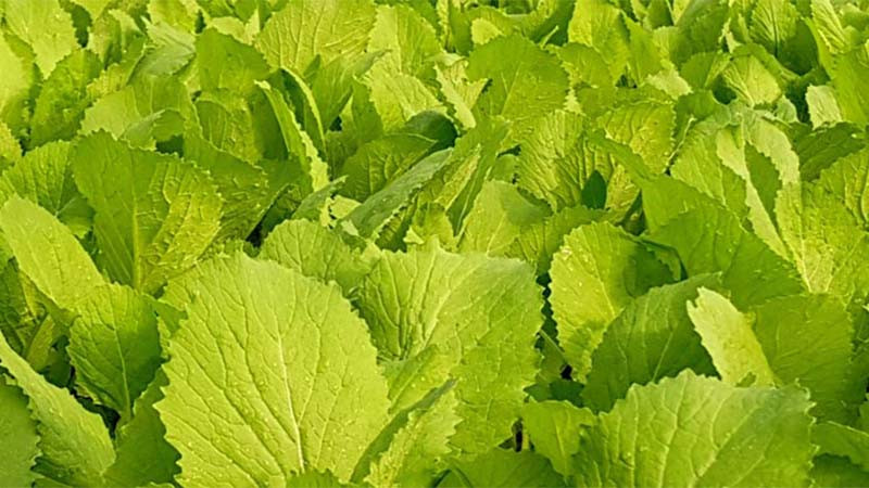 Loại rau giúp xương chắc khỏe, hỗ trợ phòng ngừa ung thư, bán đầy ở chợ Việt, chế biến nhiều món ngon - Ảnh 2.