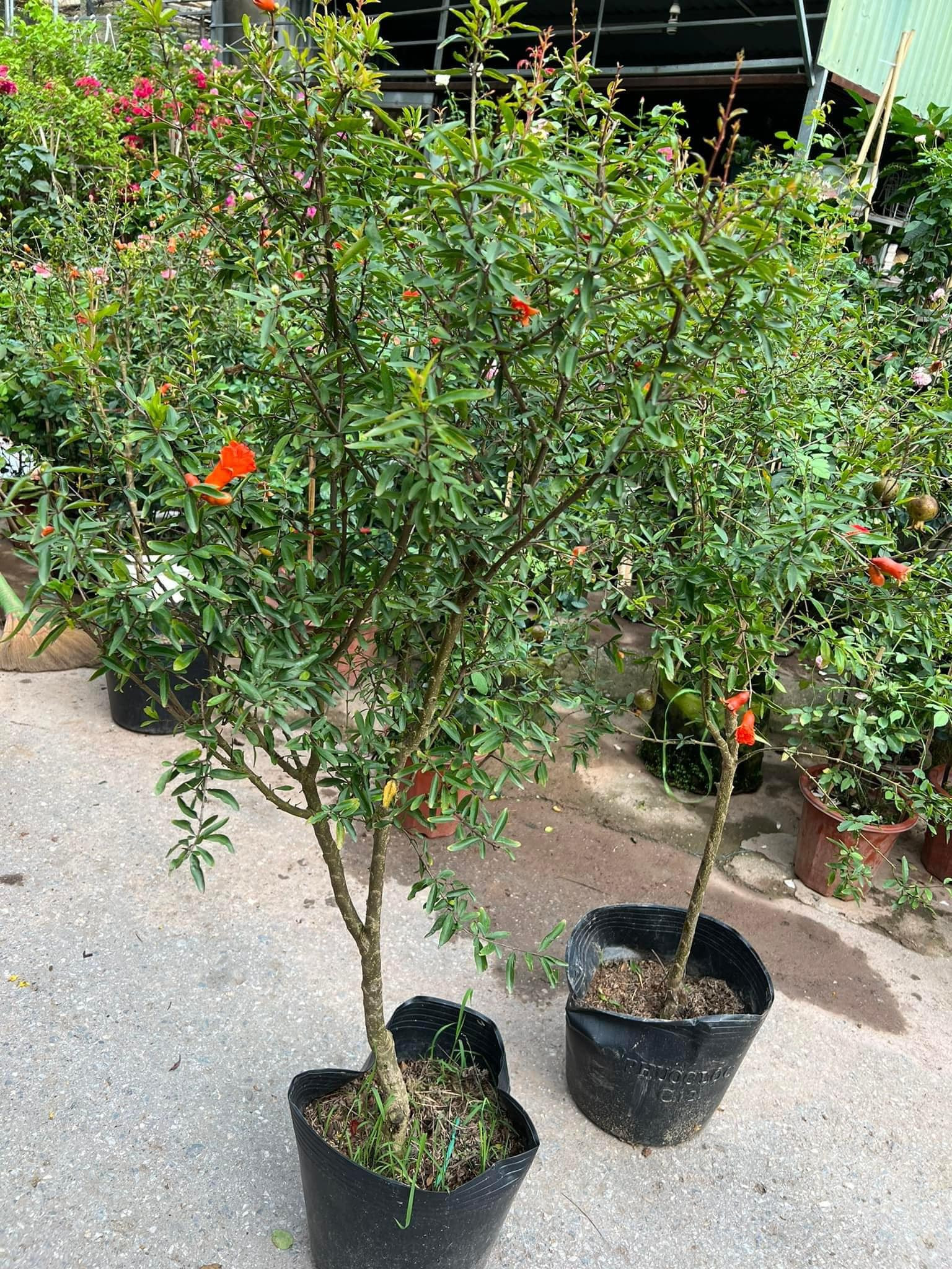 Loại cây cảnh trồng trước nhà nhà giàu rất thích trồng ở trước nhà để đón tài lộc, con cháu không giàu sang cũng hiển đạt - Ảnh 3.