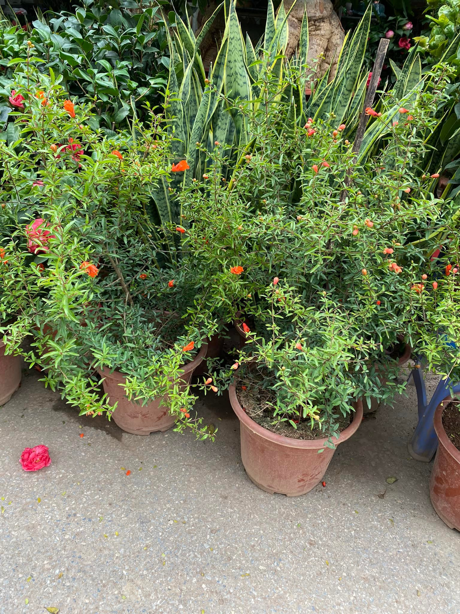 Loại cây cảnh trồng trước nhà nhà giàu rất thích trồng ở trước nhà để đón tài lộc, con cháu không giàu sang cũng hiển đạt - Ảnh 2.