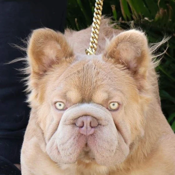 Rope Daddy giữ được nét đẹp thuần chủng của giống chó Bulldog.