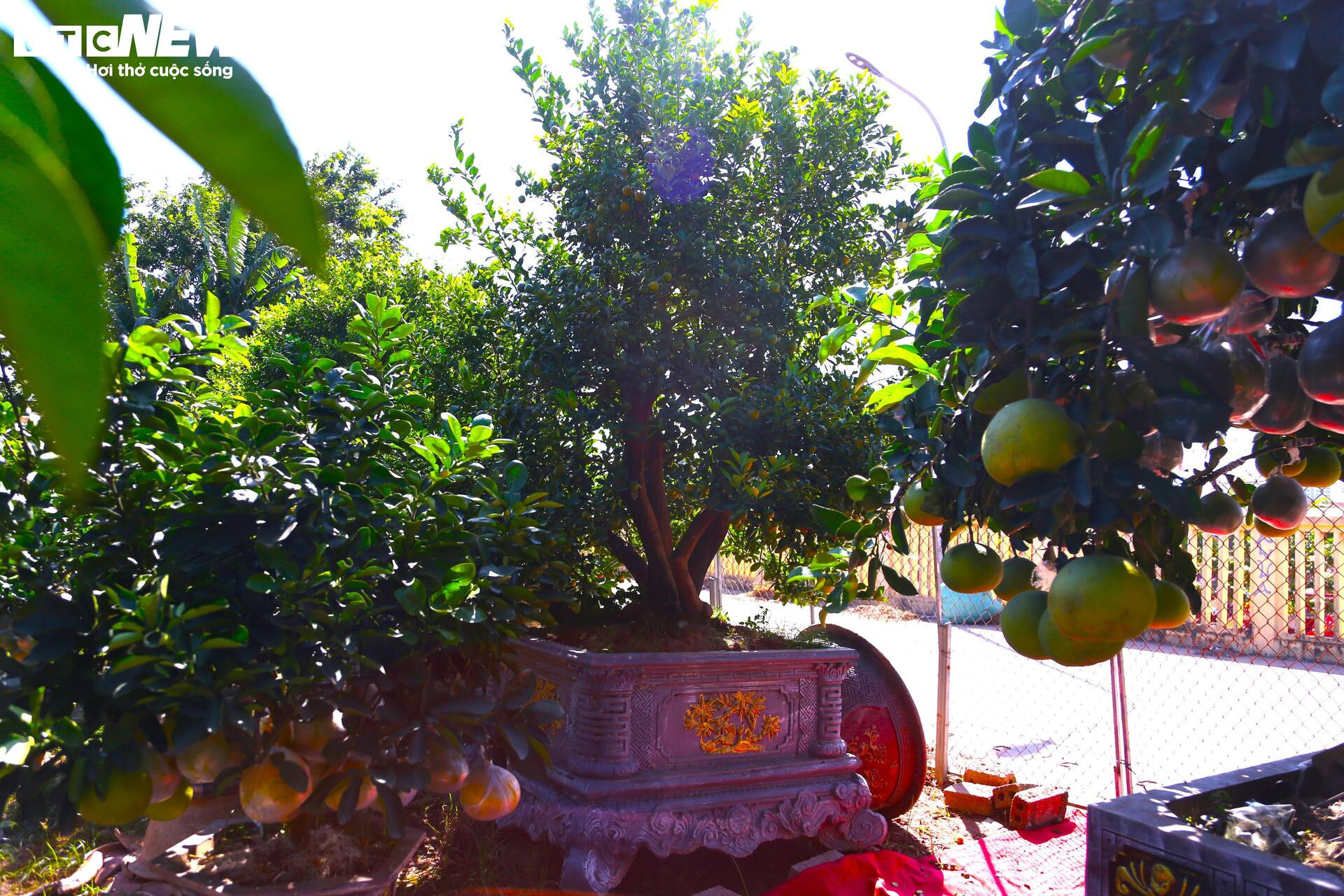 Đón Tết Bính Ngọ, khách sớm xuống tiền đặt cọc quất cảnh vì lo 'cháy hàng' - 6