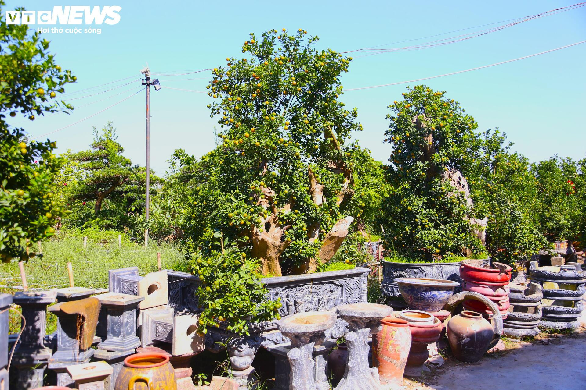 Đón Tết Bính Ngọ, khách sớm xuống tiền đặt cọc quất cảnh vì lo 'cháy hàng' - 8