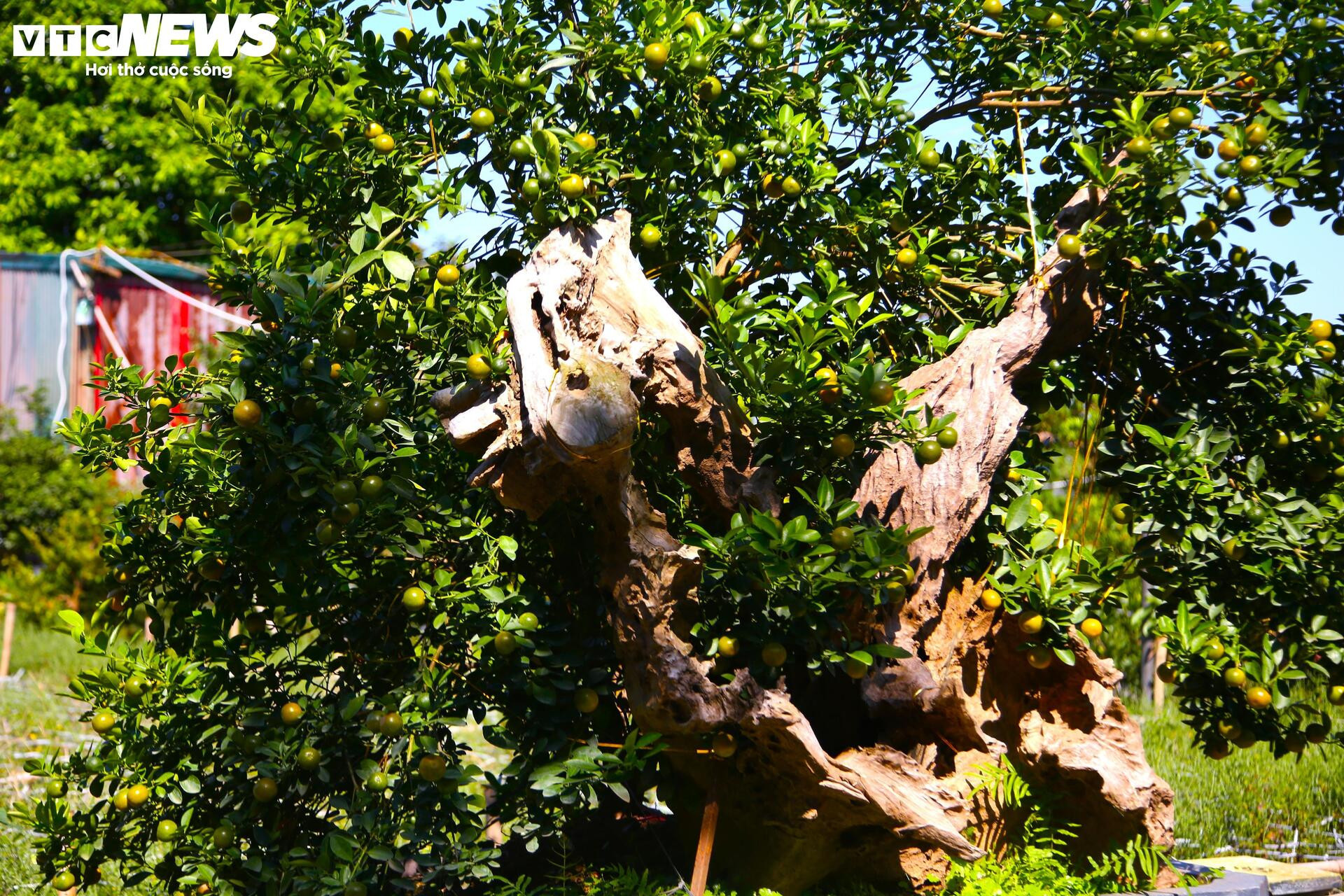 Đón Tết Bính Ngọ, khách sớm xuống tiền đặt cọc quất cảnh vì lo 'cháy hàng' - 9