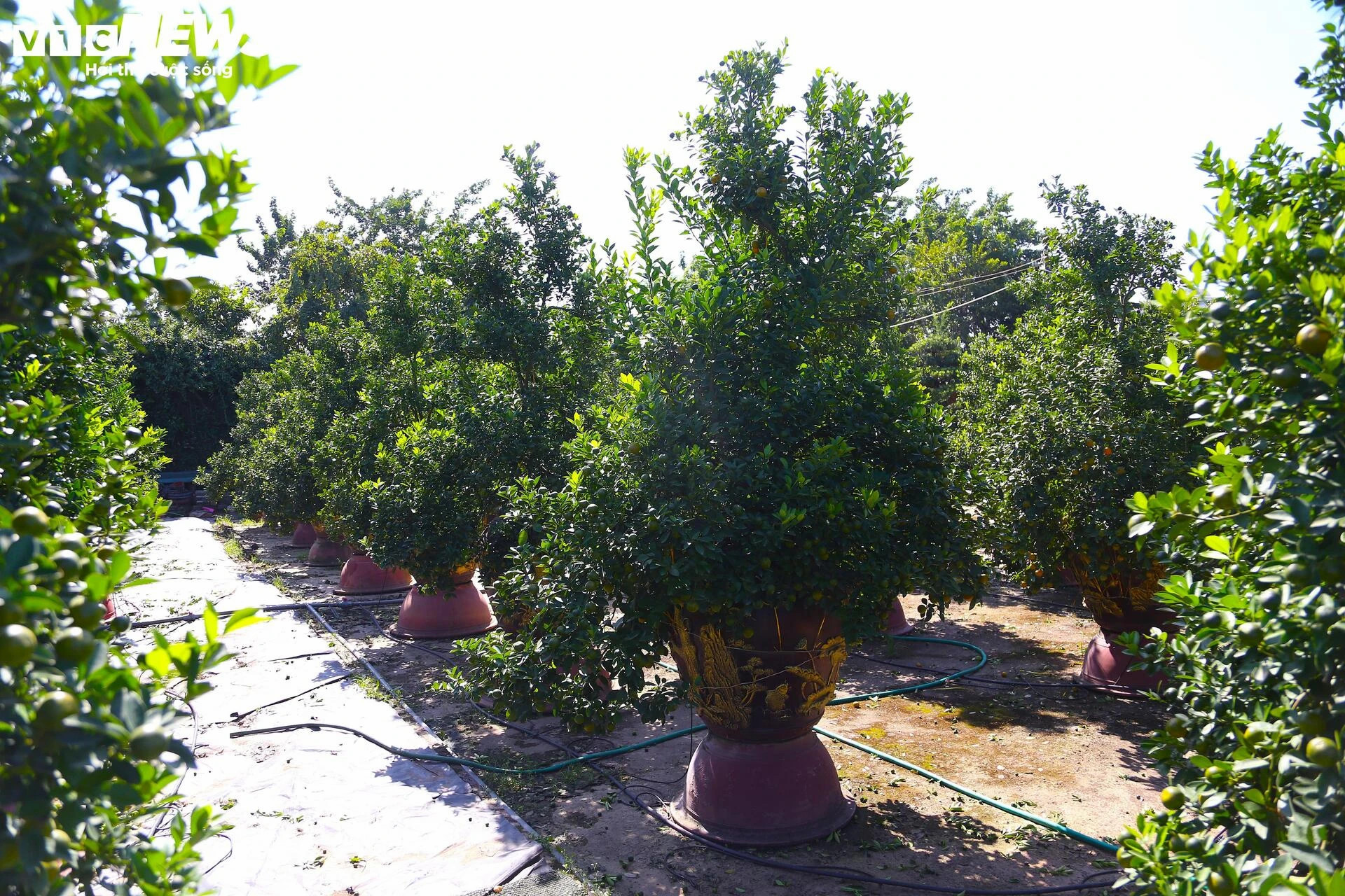 Đón Tết Bính Ngọ, khách sớm xuống tiền đặt cọc quất cảnh vì lo 'cháy hàng' - 2