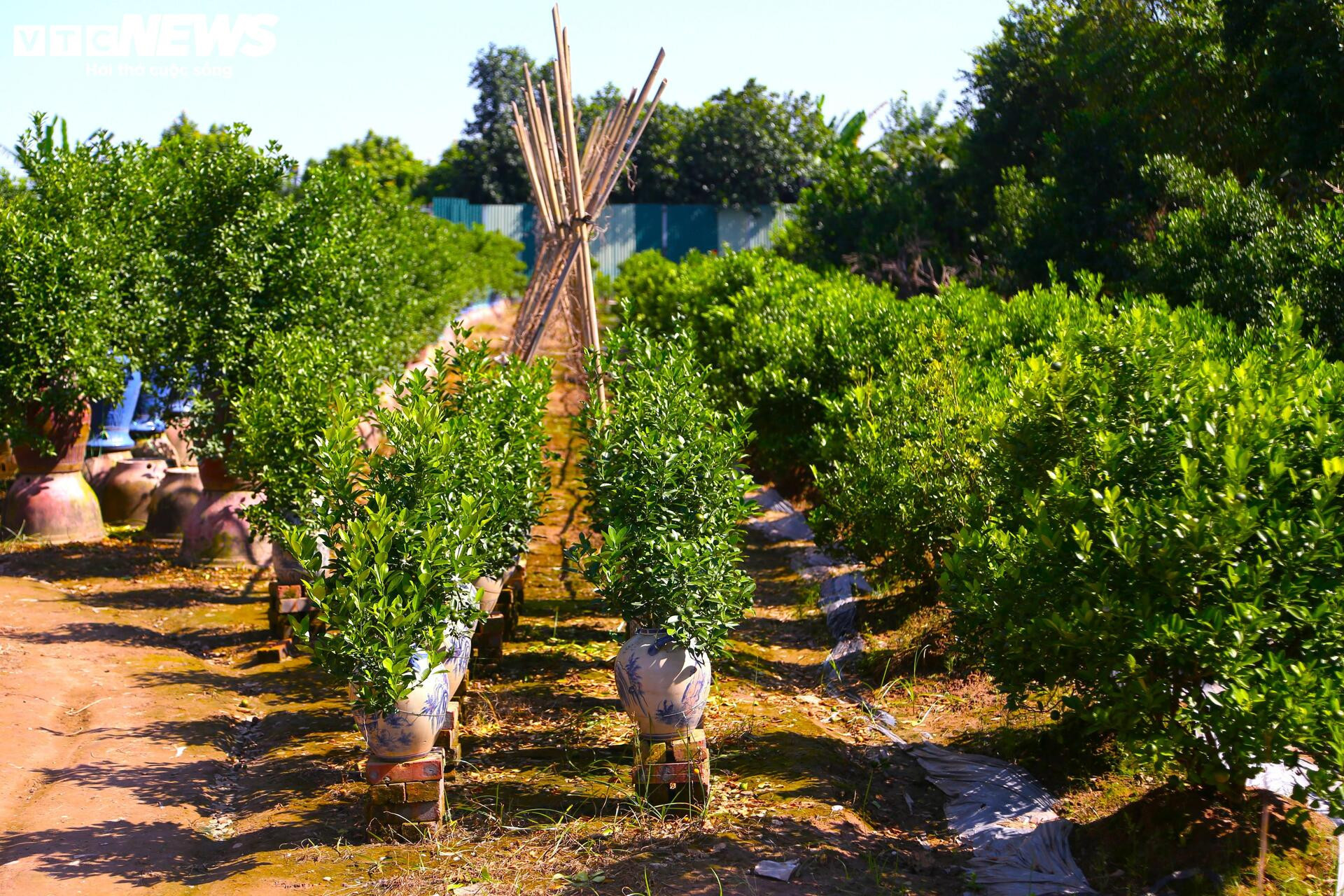 Đón Tết Bính Ngọ, khách sớm xuống tiền đặt cọc quất cảnh vì lo 'cháy hàng' - 5