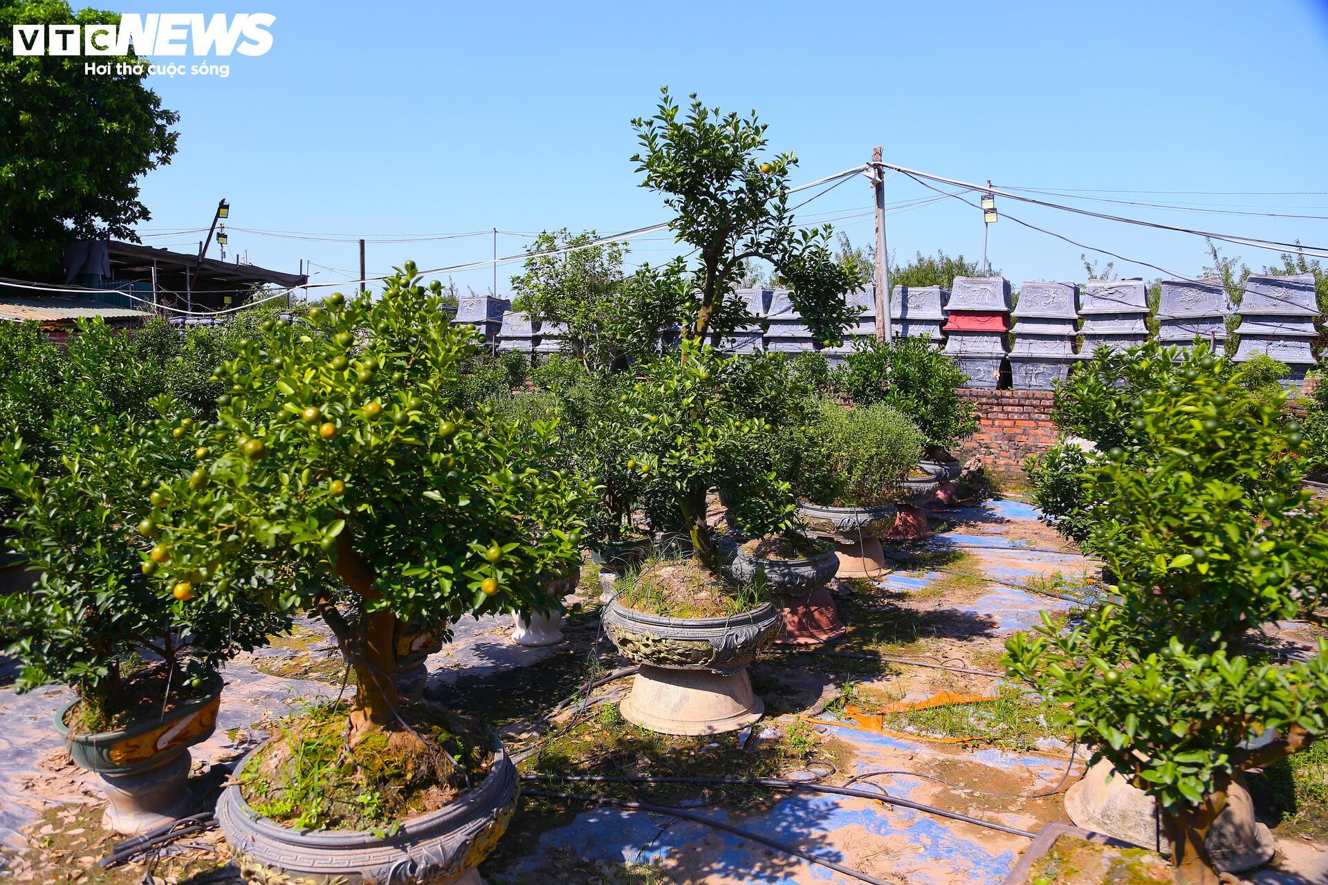 Đón Tết Bính Ngọ, khách sớm xuống tiền đặt cọc quất cảnh vì lo 'cháy hàng' - 1