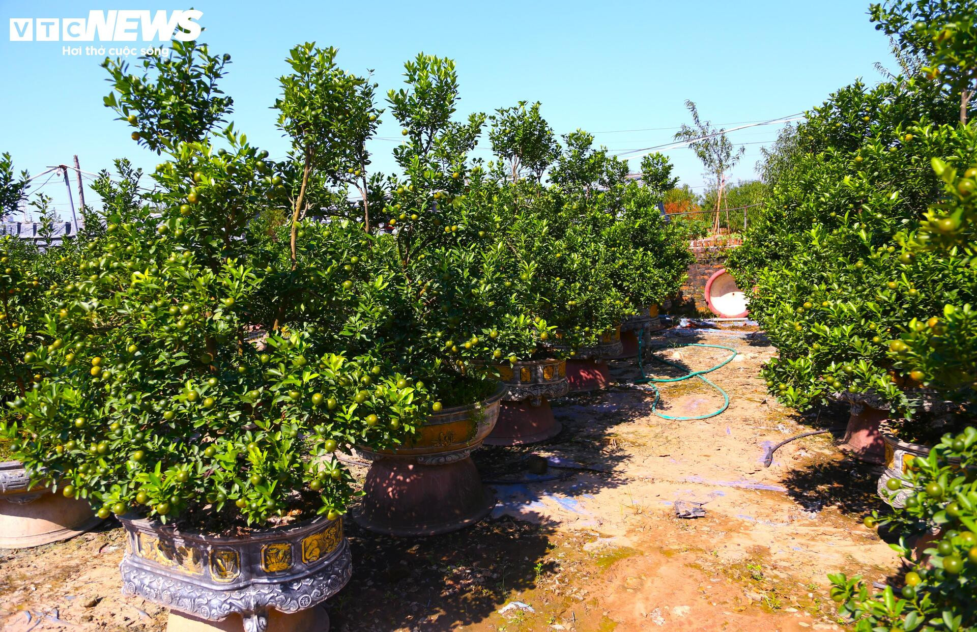 Đón Tết Bính Ngọ, khách sớm xuống tiền đặt cọc quất cảnh vì lo 'cháy hàng' - 13