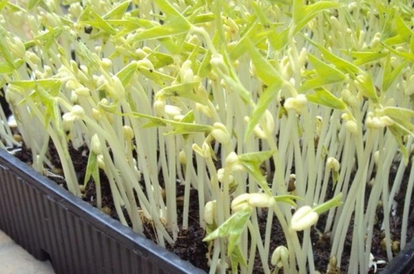 Loại rau giúp thải tác hại của hạt vi nhựa đang bán đầy chợ, người Việt nên ăn hàng ngày - Ảnh 8.