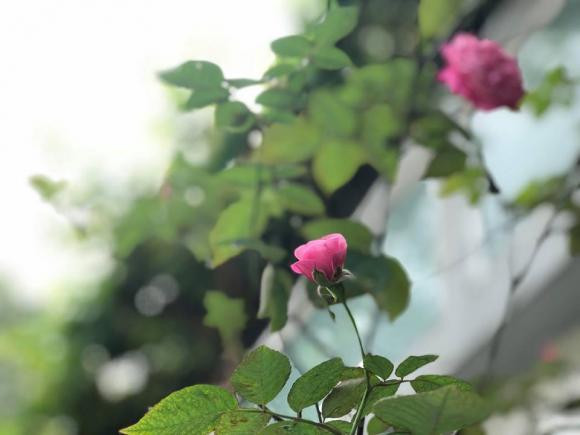 NSND Hồng Vân và Lê Tuấn Anh: Hạnh phúc bên tổ ấm tuổi U60 - Ảnh 7.