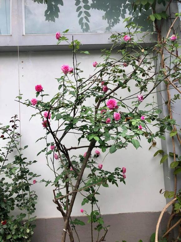 NSND Hồng Vân và Lê Tuấn Anh: Hạnh phúc bên tổ ấm tuổi U60 - Ảnh 10.