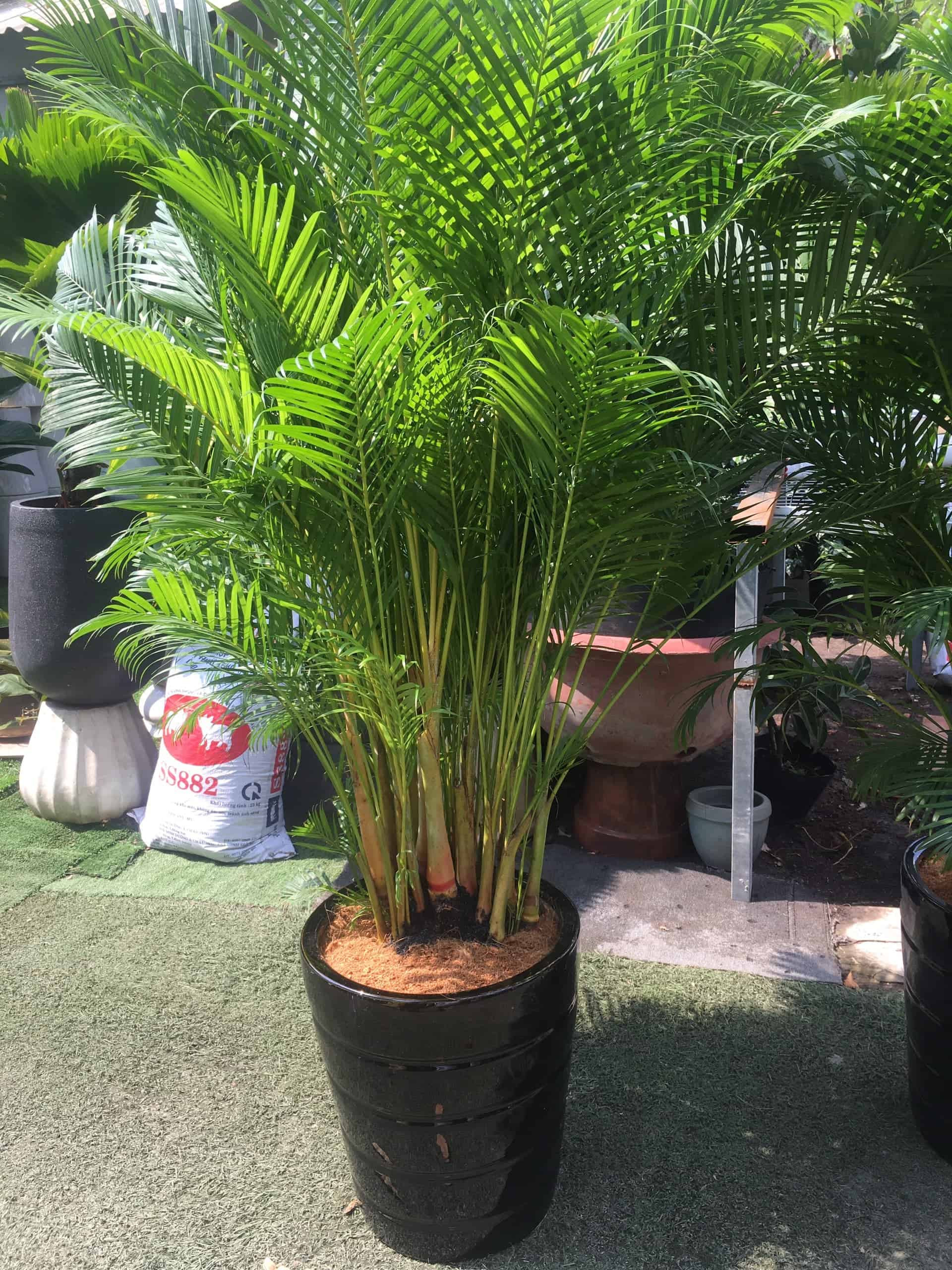 Xanh tốt quanh năm, loại cây phong thủy mang tới sự sang trọng, hút tài lộc cho gia chủ được giới nhà giàu thích trồng trước cửa nhà - Ảnh 2.