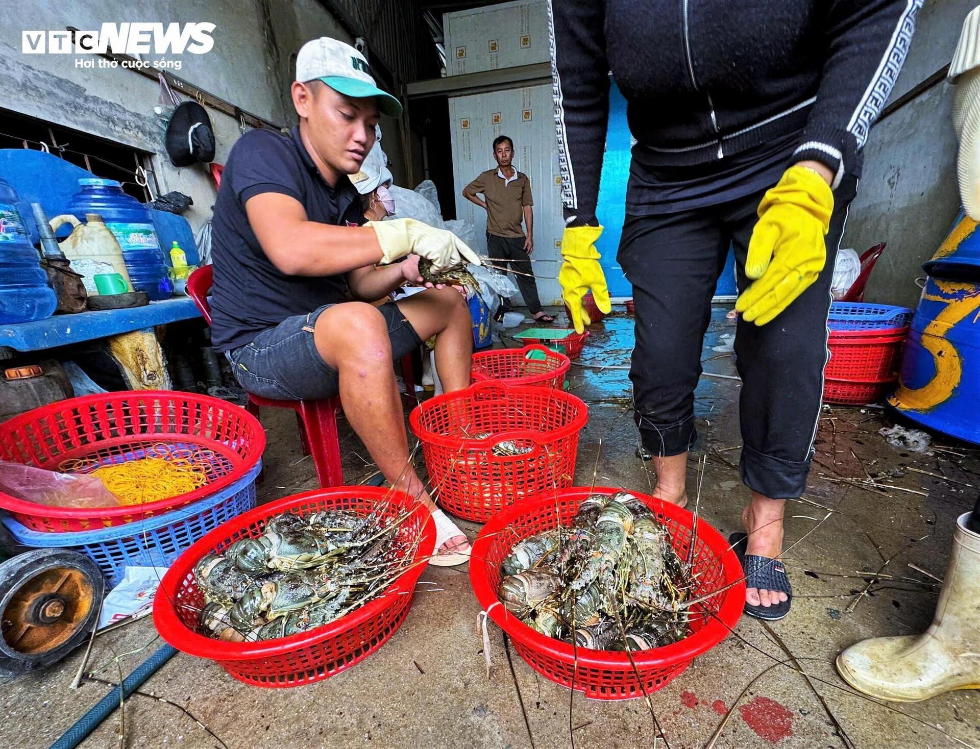 Bán tôm hùm 150.000 đồng/kg sau lũ dữ, người dân Đắk Lắk trắng tay - 5