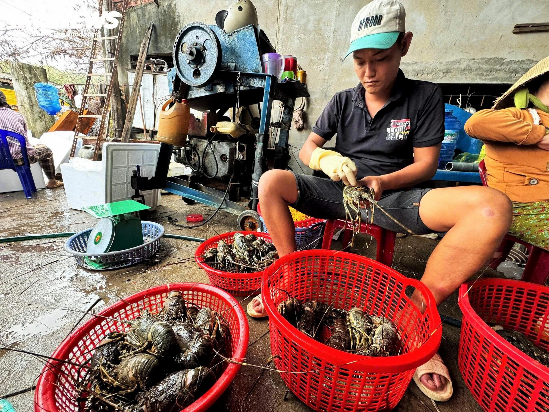 Bán tôm hùm 150.000 đồng/kg sau lũ dữ, người dân Đắk Lắk trắng tay - 10