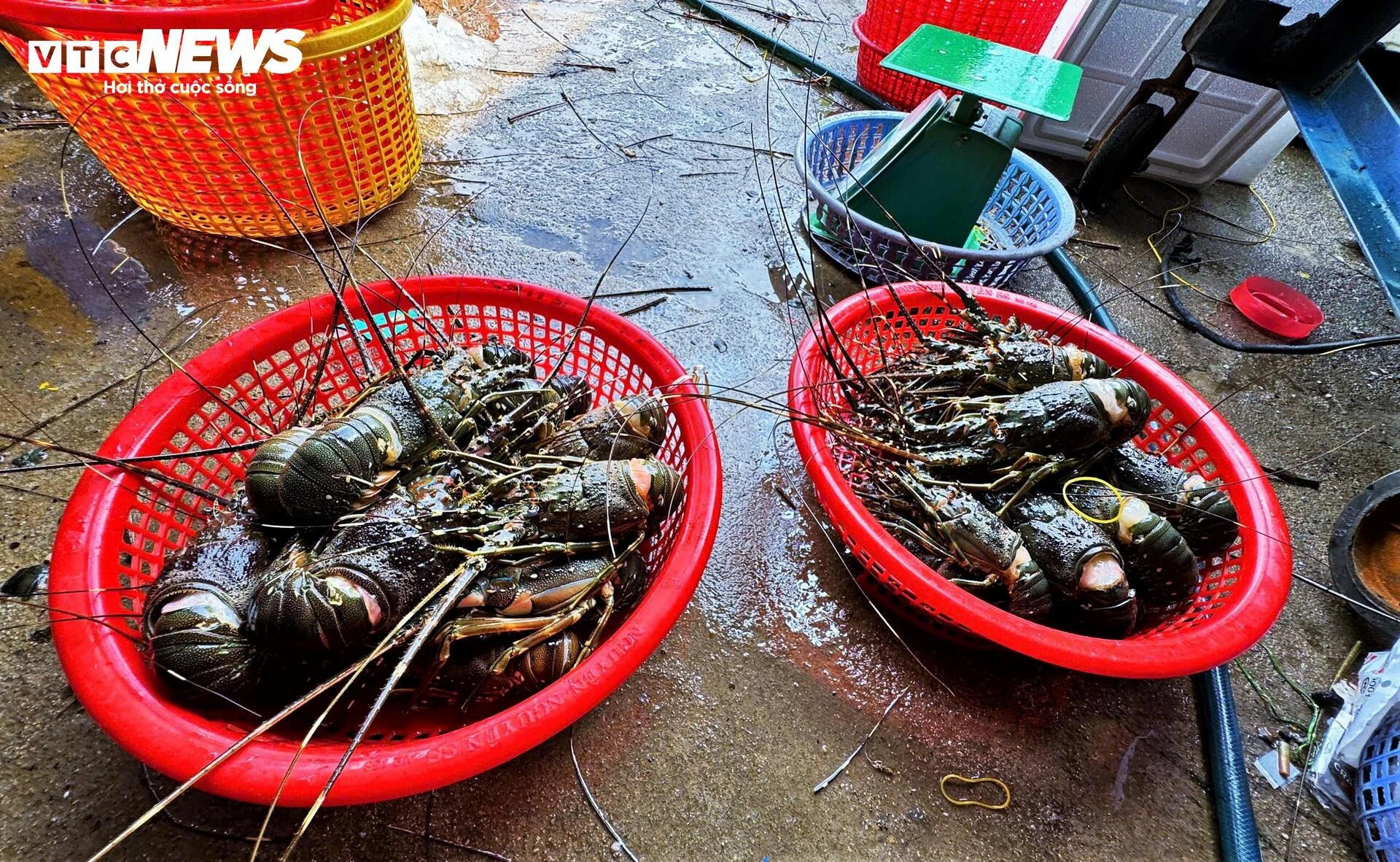 Bán tôm hùm 150.000 đồng/kg sau lũ dữ, người dân Đắk Lắk trắng tay - 4