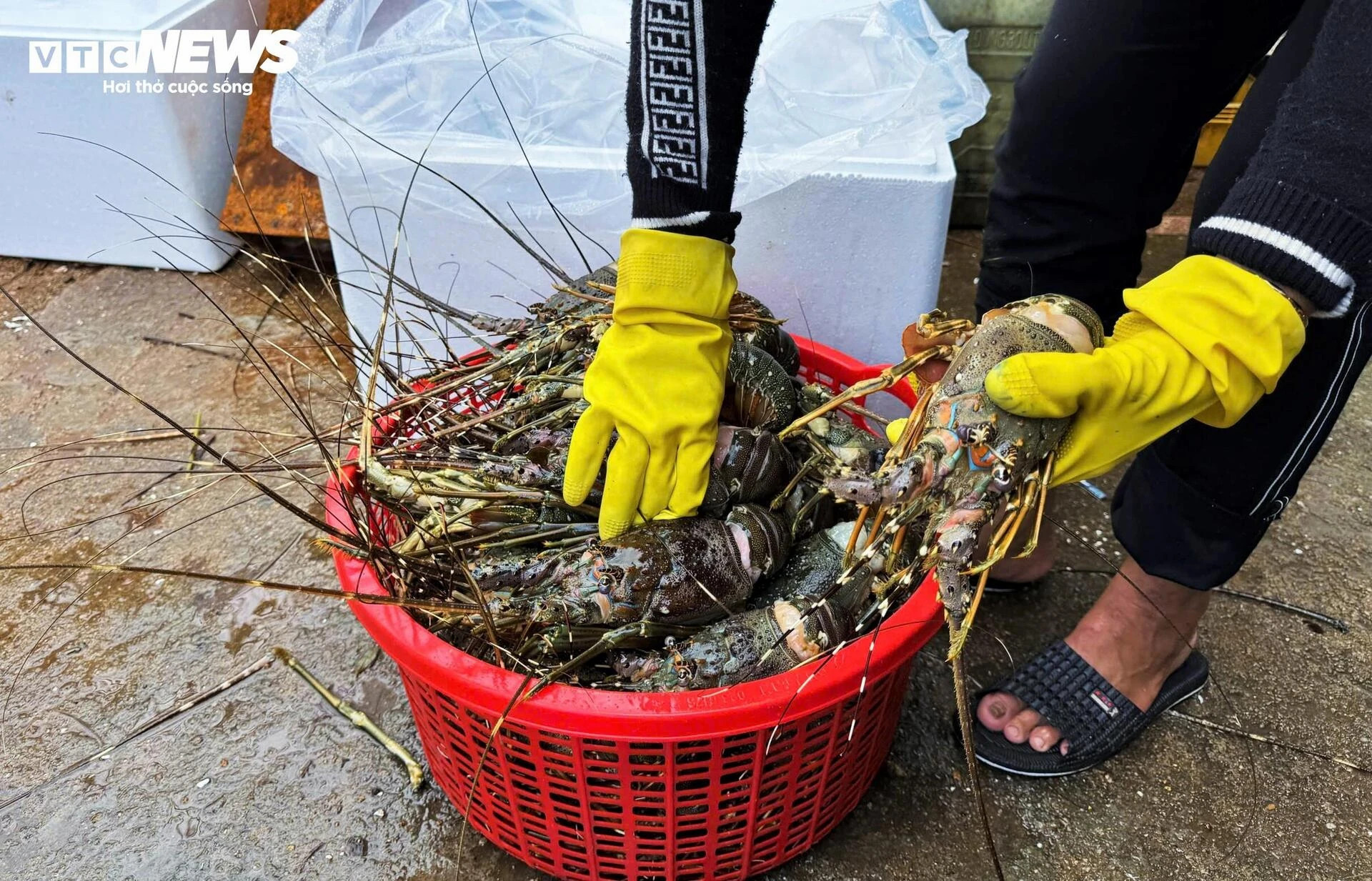 Bán tôm hùm 150.000 đồng/kg sau lũ dữ, người dân Đắk Lắk trắng tay - 6