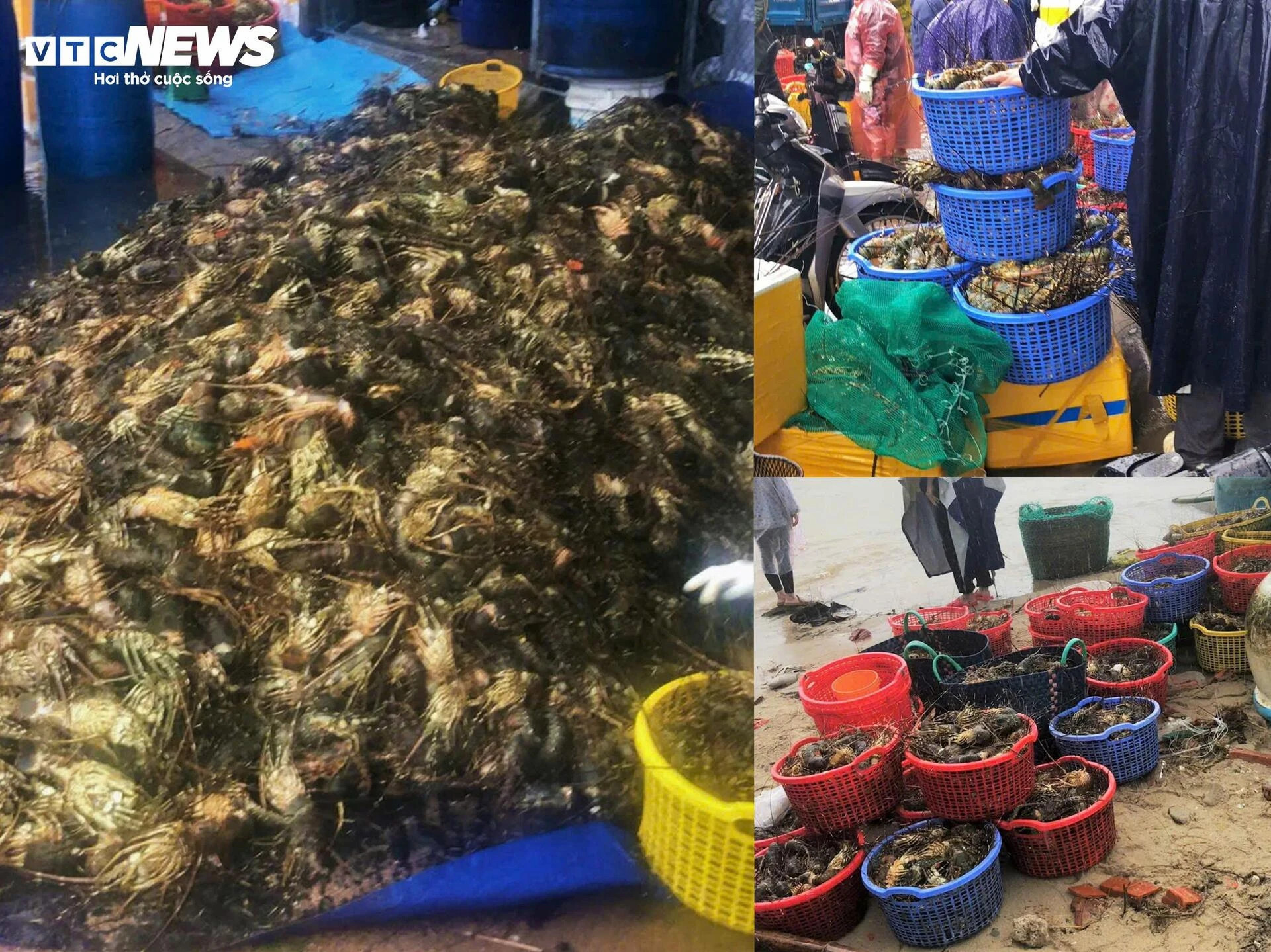 Bán tôm hùm 150.000 đồng/kg sau lũ dữ, người dân Đắk Lắk trắng tay - 3