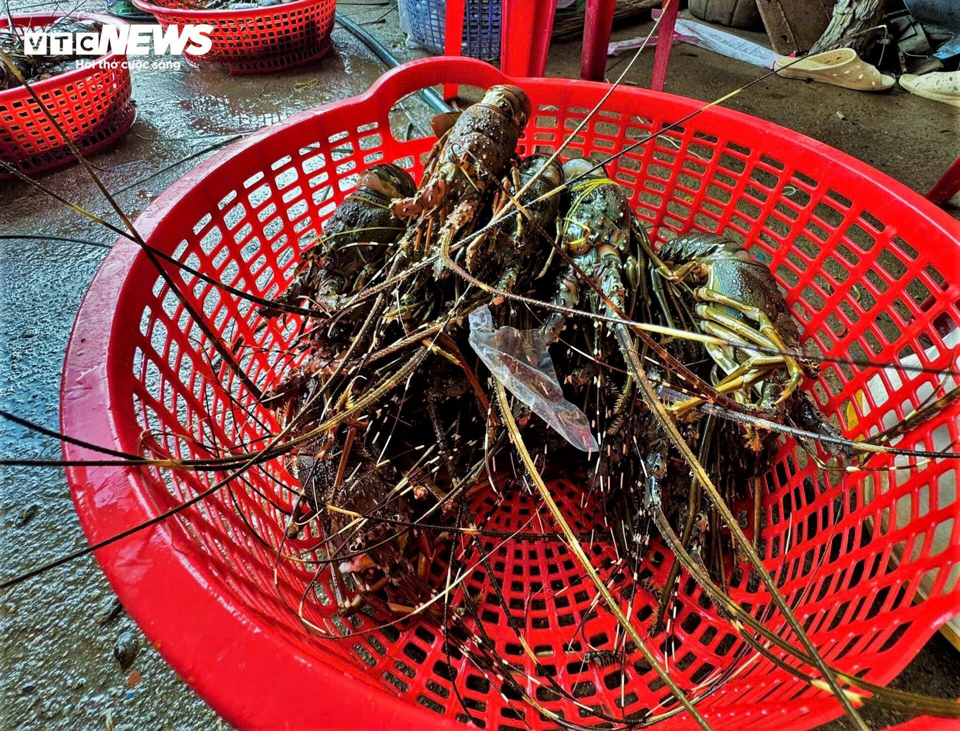Bán tôm hùm 150.000 đồng/kg sau lũ dữ, người dân Đắk Lắk trắng tay - 7