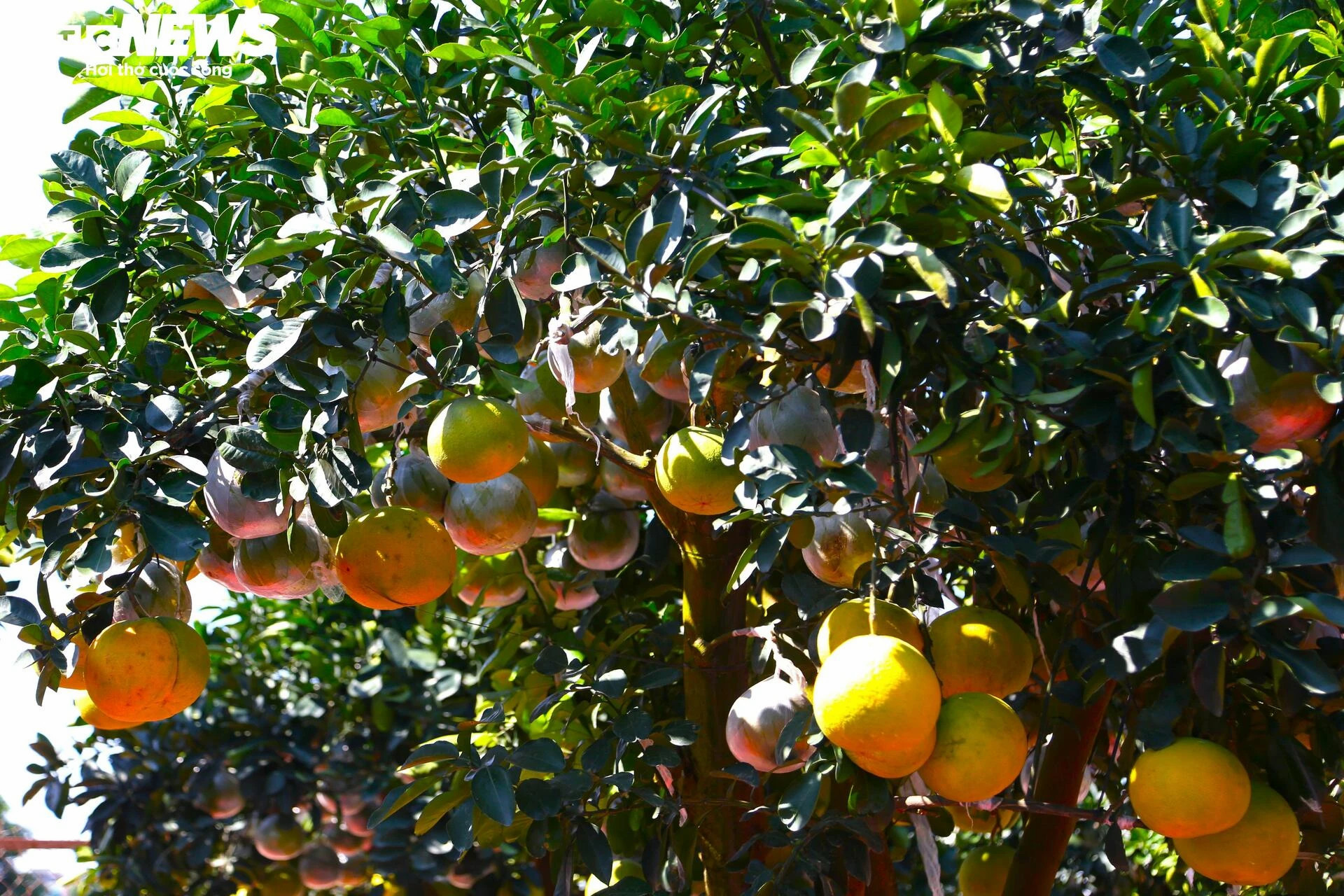 Bưởi Diễn hàng chục triệu đồng sẵn sàng chờ khách 'rước' về chơi Tết - 3