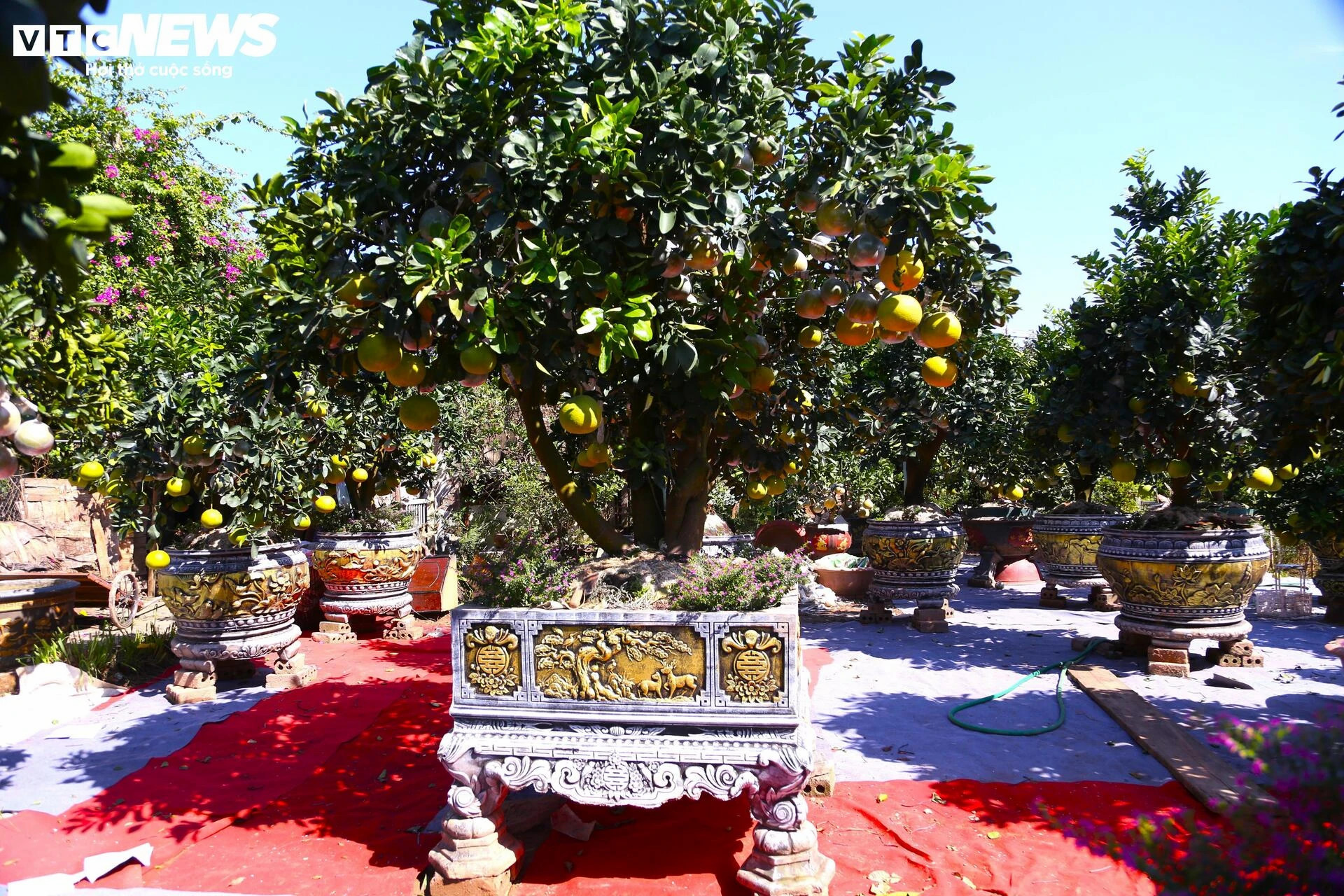 Bưởi Diễn hàng chục triệu đồng sẵn sàng chờ khách 'rước' về chơi Tết - 4