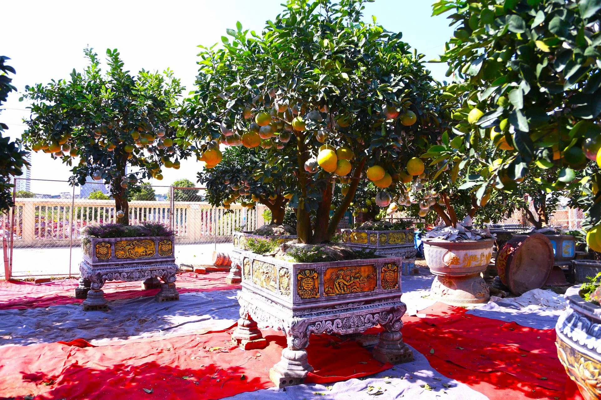 Bưởi Diễn hàng chục triệu đồng sẵn sàng chờ khách 'rước' về chơi Tết - 2