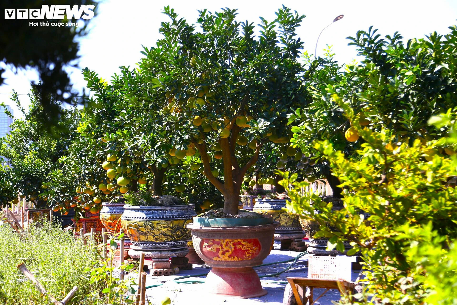 Bưởi Diễn hàng chục triệu đồng sẵn sàng chờ khách 'rước' về chơi Tết - 7