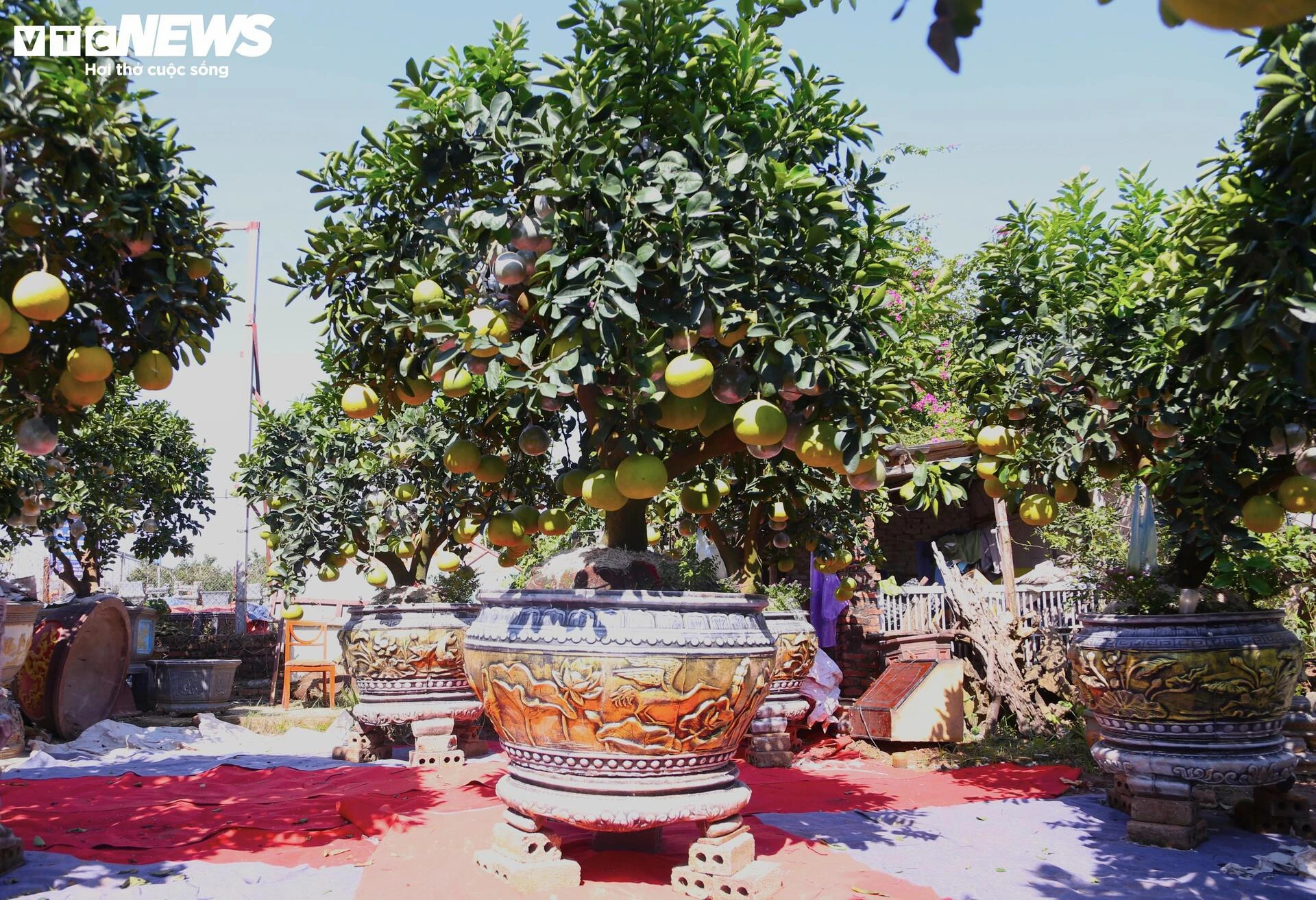 Bưởi Diễn hàng chục triệu đồng sẵn sàng chờ khách 'rước' về chơi Tết - 8