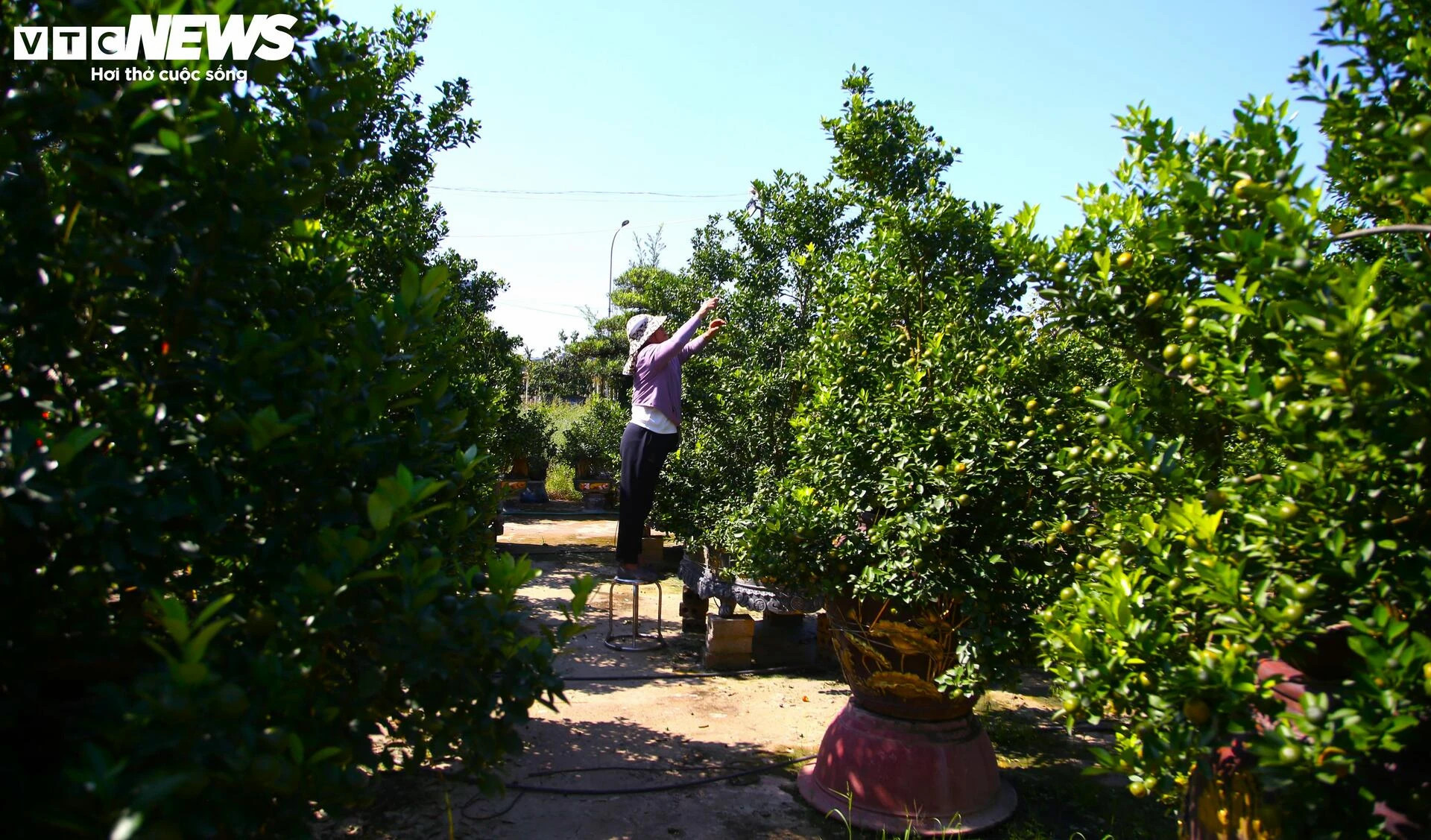 Bưởi Diễn hàng chục triệu đồng sẵn sàng chờ khách 'rước' về chơi Tết - 9