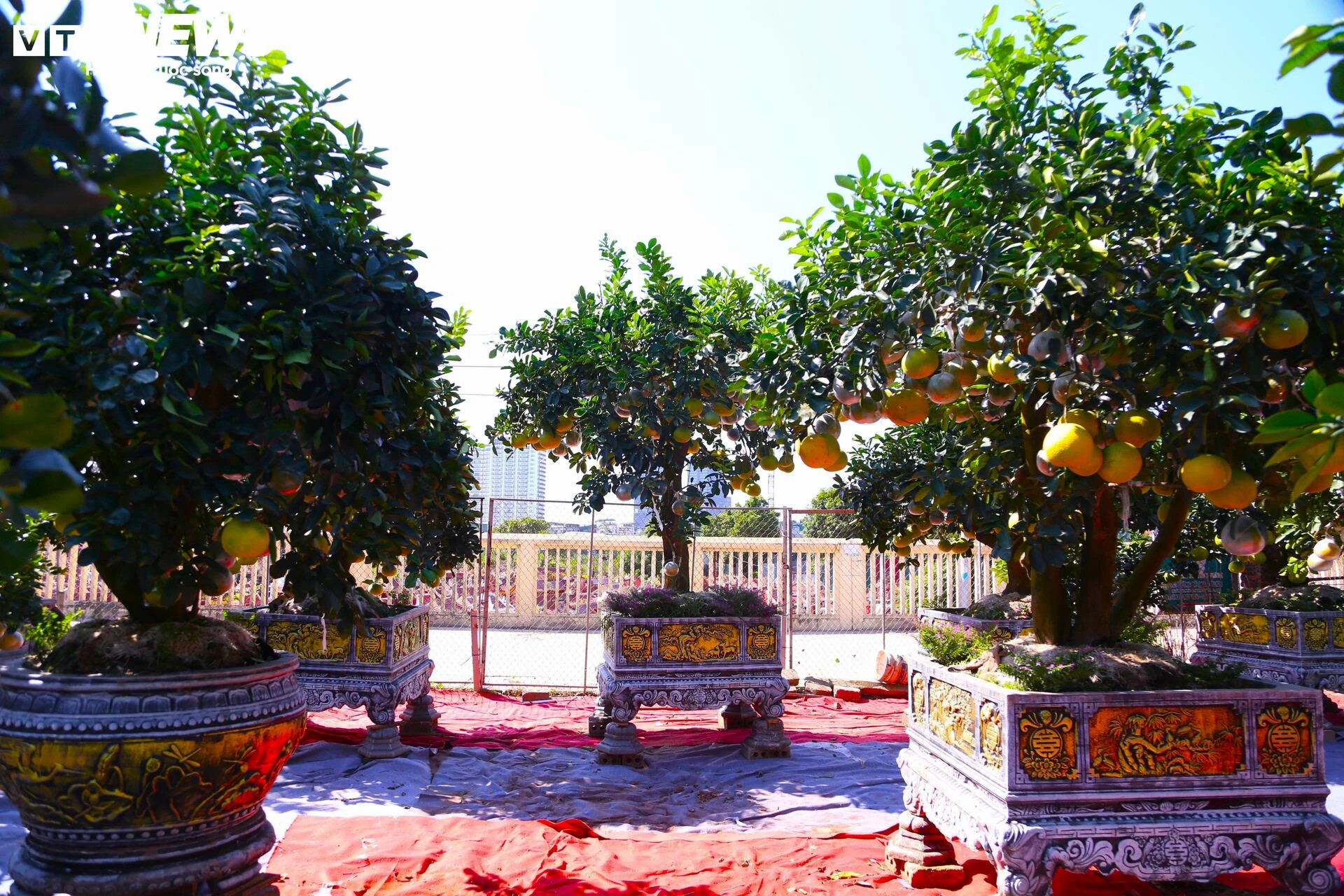 Bưởi Diễn hàng chục triệu đồng sẵn sàng chờ khách 'rước' về chơi Tết - 1