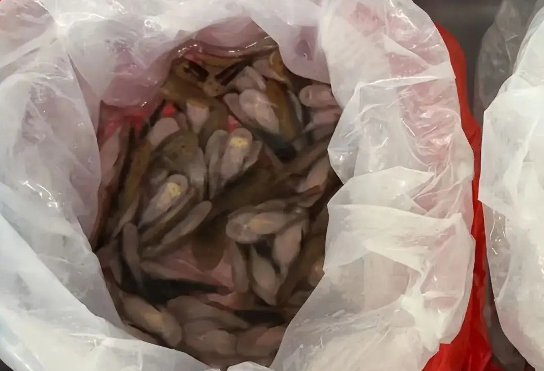 Sốc: Nữ hành khách giấu hàng trăm cá sống trong váy - Ảnh 2.