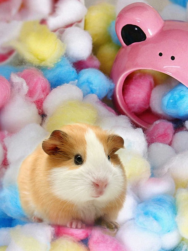 Đúng thứ Tư thứ Năm 26 2711 3 con giáp được Thần Tài ưu ái ví tiền căng chặt