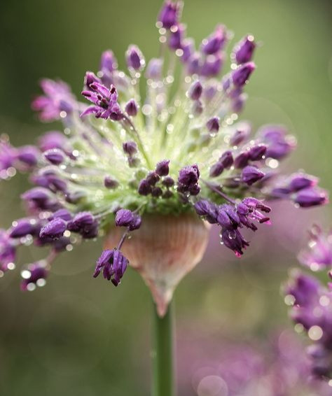 Tử vi tiết lộ 5 ngày sinh Âm lịch mang phúc lộc suốt đời: Càng trưởng thành càng rực rỡ - Ảnh 1.