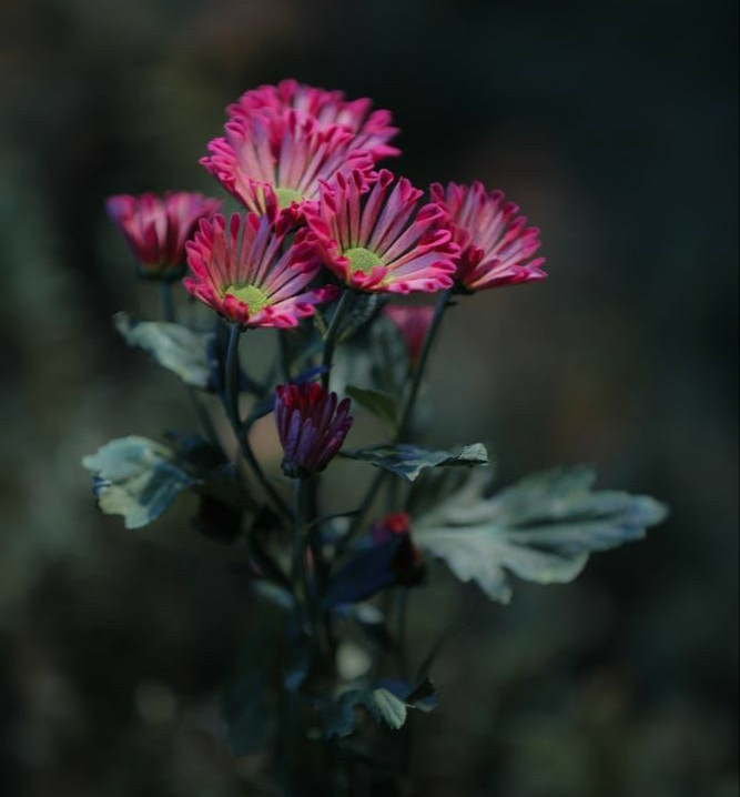 Tử vi tiết lộ 5 ngày sinh Âm lịch mang phúc lộc suốt đời: Càng trưởng thành càng rực rỡ - Ảnh 2.