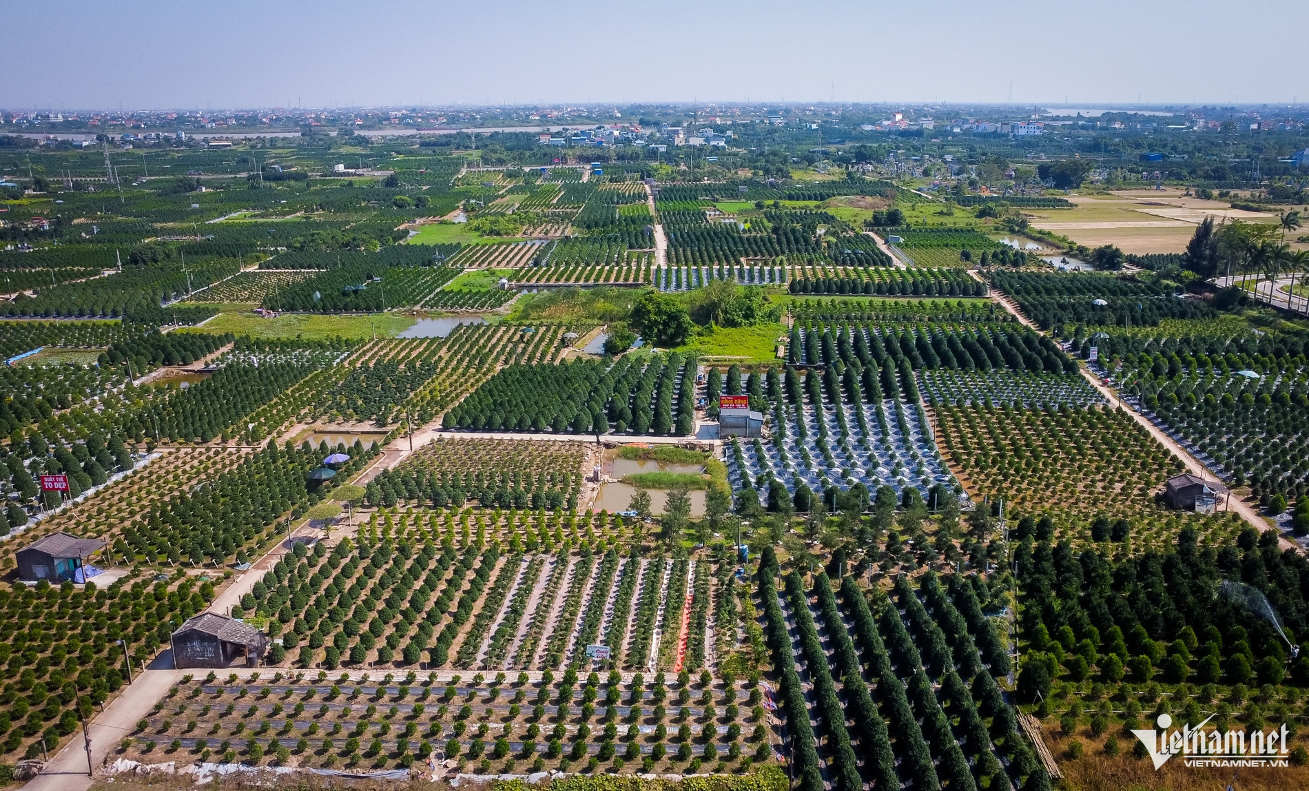 quat nam phong 1.jpg