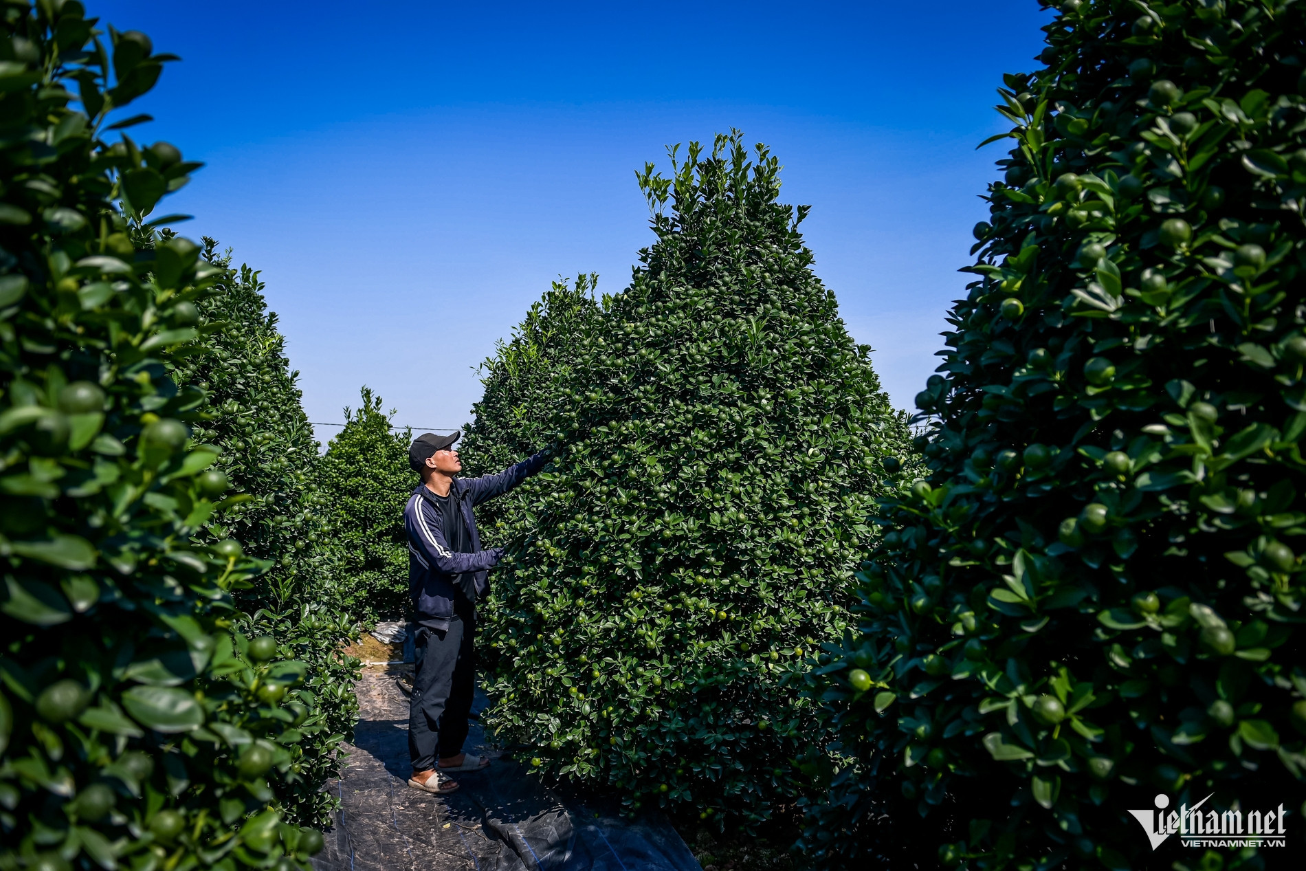 quat nam phong 2.jpg