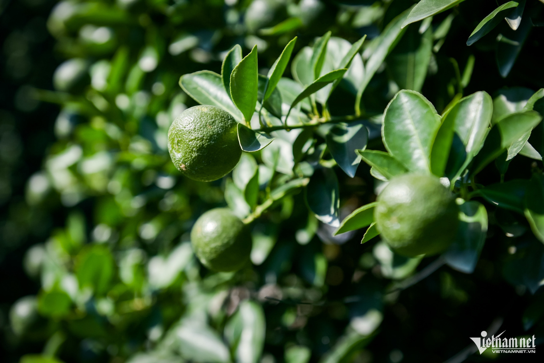 quat nam phong 3.jpg