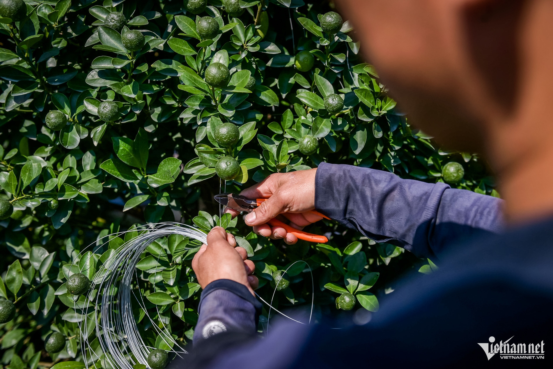 quat nam phong 4.jpg