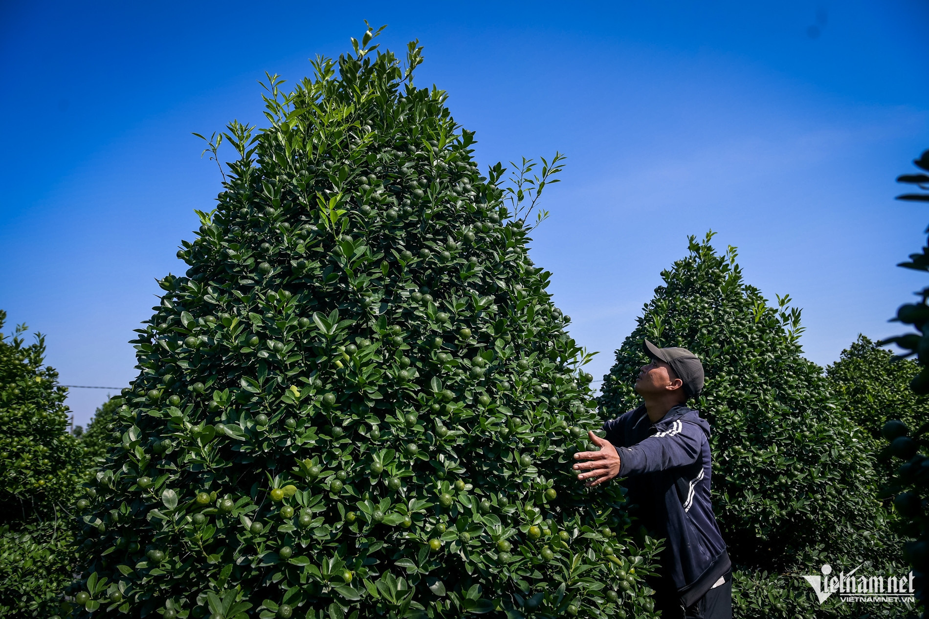 quat nam phong 5.jpg