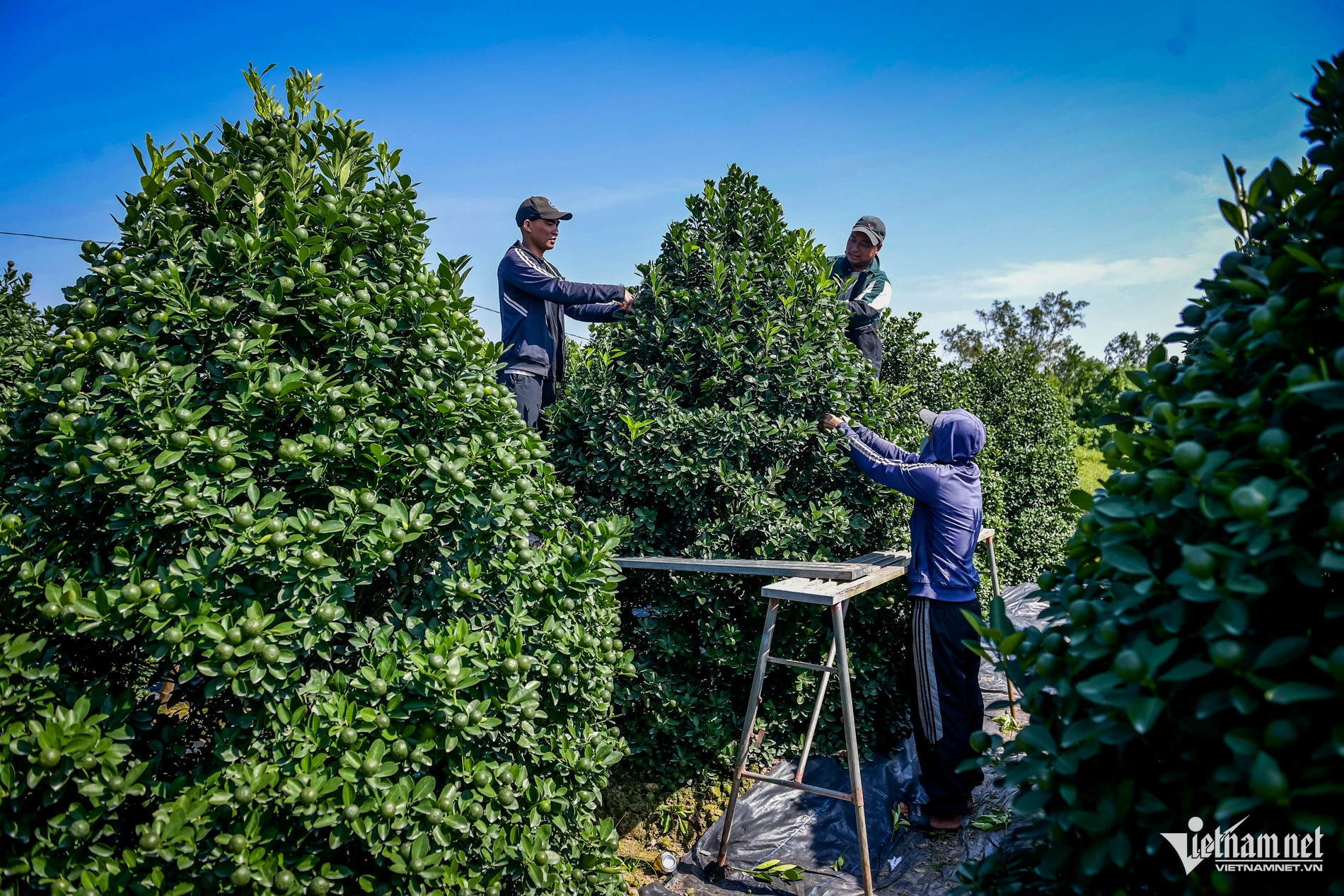 quat nam phong 6.jpg