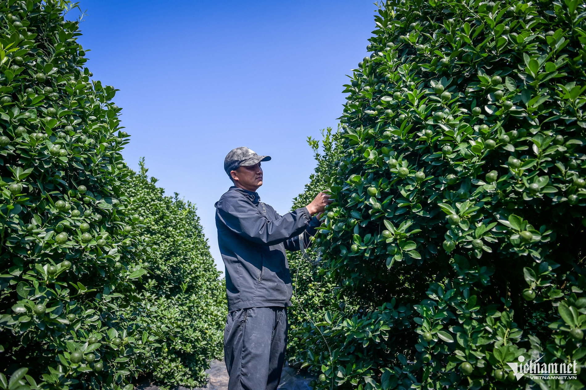 quat nam phong 7.jpg