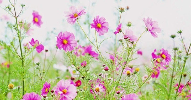 Giờ sinh Âm lịch của người nhân hậu, được quý nhân nâng đỡ suốt đời - Ảnh 3.