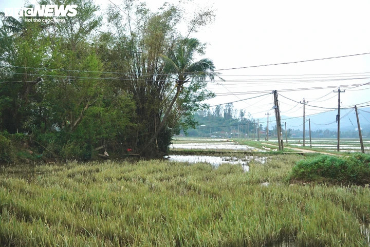 Ruộng lúa sau nhà, nơi nước lũ cuồn cuộn cuốn trôi 3 người thân của anh Vinh.