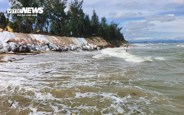 2 tháng gần đây, bờ biển Hội An thuộc phường Hội An Tây, TP Đà Nẵng, bị đặt trong tình trạng báo động khi sóng lớn liên tục công phá do ảnh hưởng của mưa bão. Trước tình hình bão số 13 (tên quốc tế Kalmaegi) dự kiến đổ bộ, người dân địa phương không khỏi nơm nớp lo sợ.