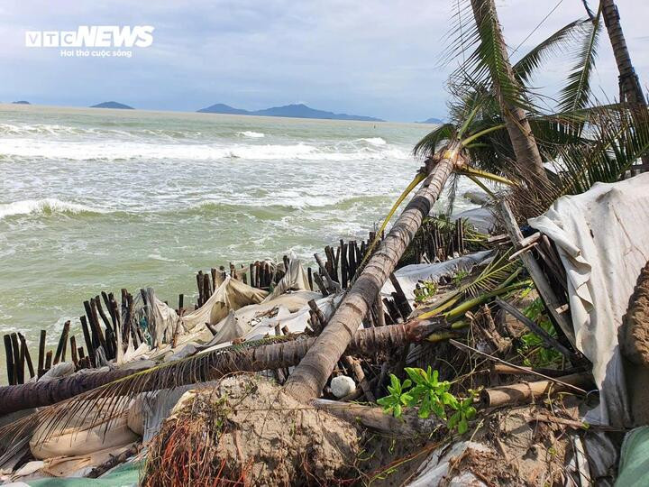 Tổng chiều dài các điểm sạt lở tại bờ biển Hội An khoảng 3,5km. Thời gian qua, sau khi quật ngã những hàng dừa, phi lao, sóng lớn tiếp tục