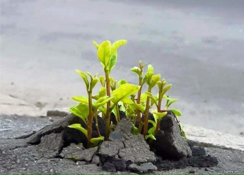 Ngày sinh Âm lịch của người mạnh mẽ: Càng trong nghịch cảnh càng vươn lên tỏa sáng rực rỡ - Ảnh 1.